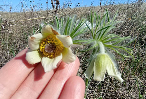 Унікальна квітка з Червоної книги: на Криворіжжі знайшли рідкісну білу сон-траву (ФОТО)
