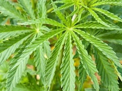 В Кривом Роге местный житель выращивал почти 500 кустов конопли