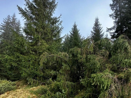 Фото з відкритих джерел