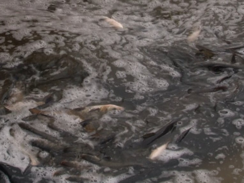 Зарибленні водойм, фото Суспільне