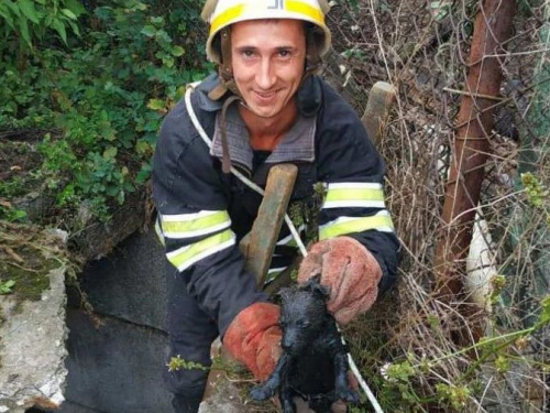 На Днепропетровщине двое щенков оказались в ловушке: на помощь пришли спасатели (фото)