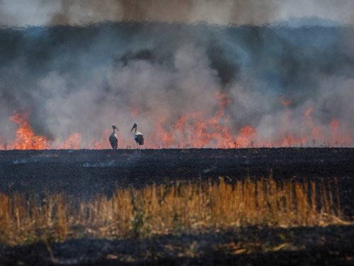 Фото з відкритих джерел