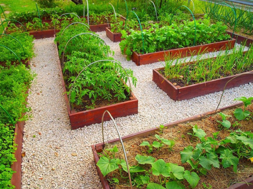 Не саджайте ці овочі поруч: поради садівників як не зіпсувати увесь врожай
