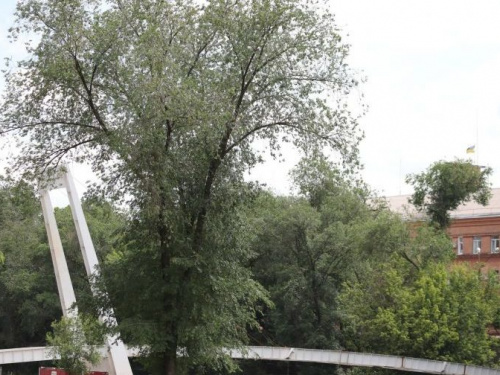 Фото пресслужби виконкому Криворізької міської ради