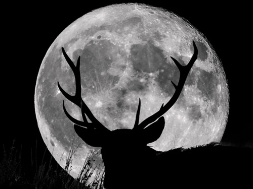 Оленяча повня - фото ілюстративне з відкритих джерел  