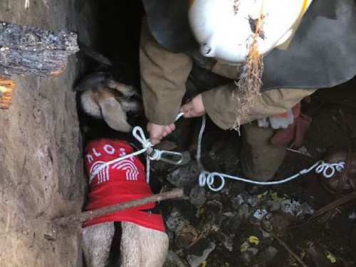 На Днепропетровщине спасли козу в спортивной футболке (видео)