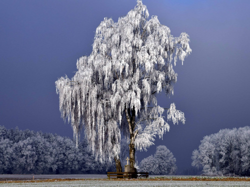 Холод на Вербний тиждень - фото ілюстративне з відкритих джерел 