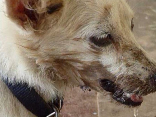 В Кривом Роге "по-тихому" объявлен карантин по бешенству, - депутат