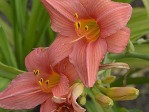 Лилейники радуют своим разнообразием: криворожан приглашают полюбоваться яркими красками (фото)