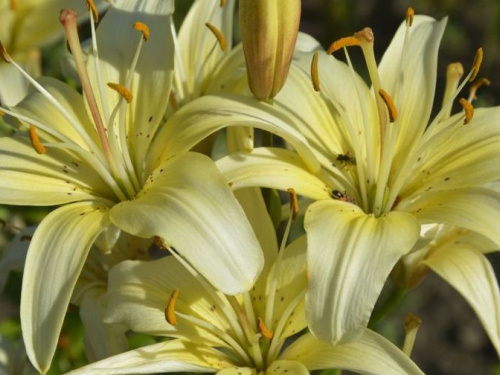 Лилейный рай: в Кривом Роге ботсад приглашает на цветение лилий (фото)