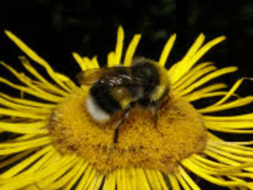 Укус комахи: як діяти правильно - фото з відкритих джерел