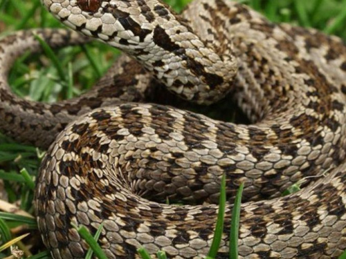 На Днепропетровщине достаточное количество доз змеиного противоядия, - ДнепрОГА