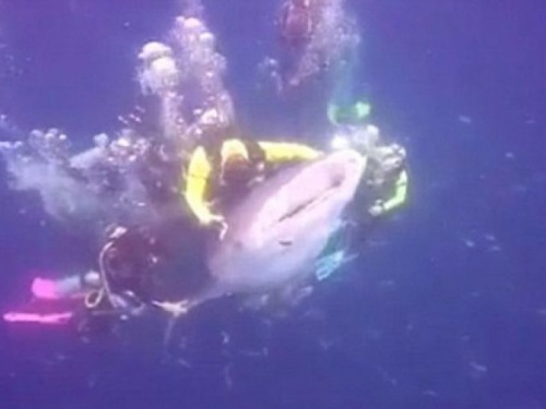 Дайвер "оседлал" акулу и попал за решетку (ФОТО+ВИДЕО)