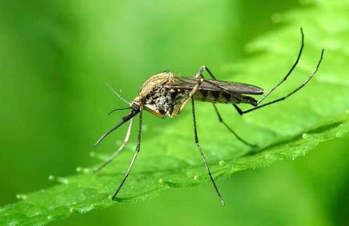 Комарі, фото з відкритих джерел 