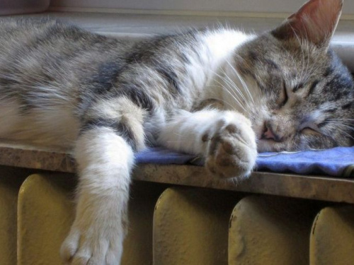 В Кривом Роге дали тепло всем потребителям