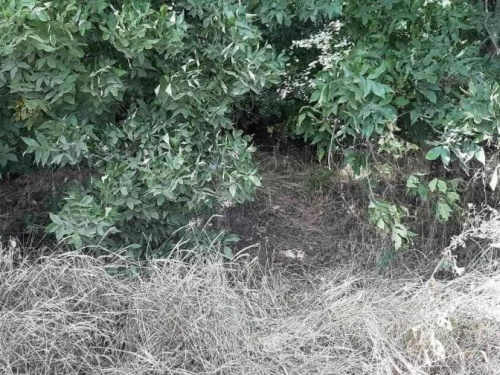 Поссорились: на Днепропетровщине задержали парня за убийство 19-летней девушки (фото)