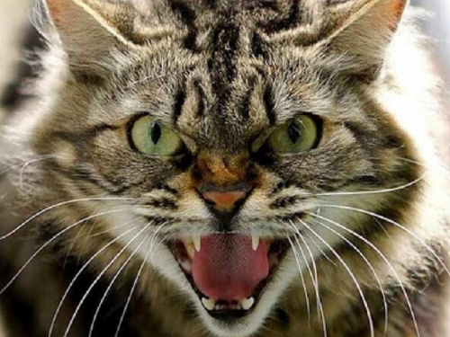 Фото з відкритих джерел