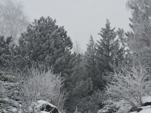 Зимова казка у Криворізькому ботанічному саду (ФОТО)