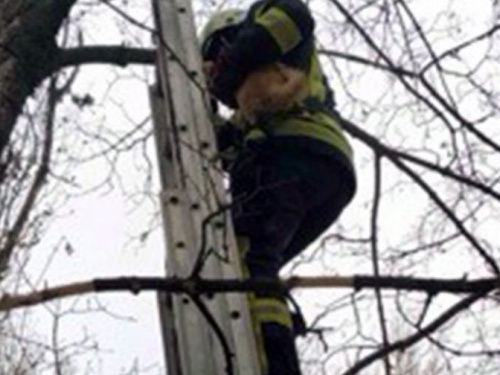 В Кривом Роге спасатели снимали с дерева "рыжее чудо"