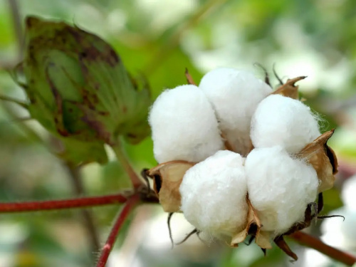 Від насінини до сорочки: що символізує День бавовни - фото з відкритих джерел