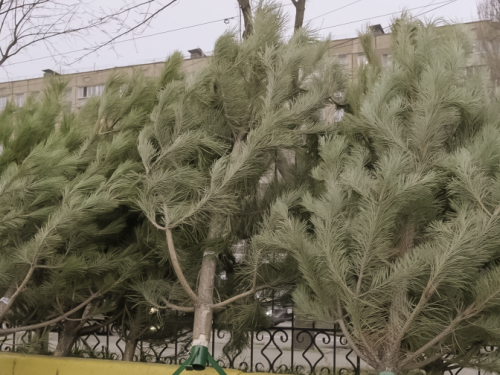 Криворізька поліція перевіряє місця продажу хвойних дерев: які є порушення?