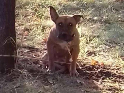 В Кривом Роге хозяева привязали к дереву  собаку и бросили умирать (ФОТО)