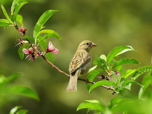 Чому садівники вішають CD-диски на дерева: корисний трюк для весни - фото з відкритих джерел