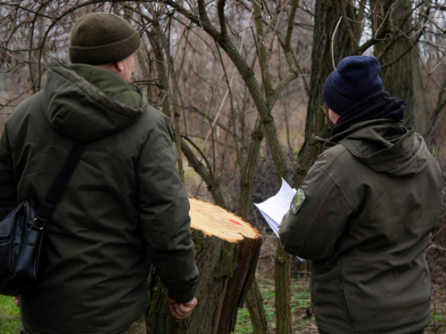 Фото Ліси України