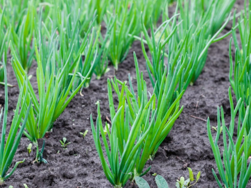 П’ять морозостійких сортів озимої цибулі, які не підведуть - фото з відкритих джерел