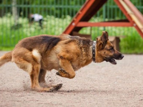Фото з мережі Інтернет