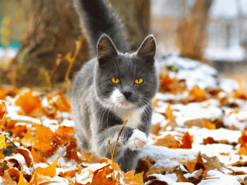 Святкові дні листопада 2025 року: повний календар - фото з відкритих джерел