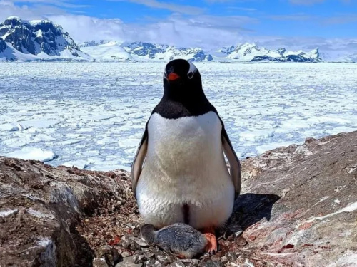 Перше пташеня сезону біля української антарктичної станції - фото з відкритих джерел