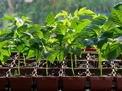 Без хімії: як молочний розчин захищає і зміцнює розсаду - фото з відкритих джерел