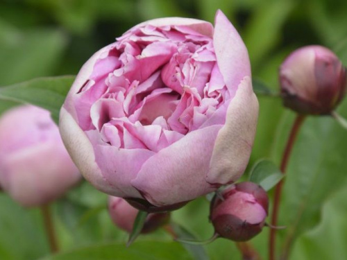 Фото із офіційної сторінки Криворізького ботанічного саду у соціальній мережі Facebook