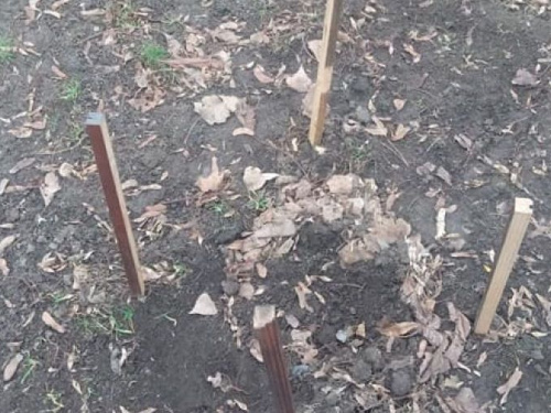 "TREEnapping" по-криворожски: жители города экономят на покупке деревьев, воруя только что высаженные (фото)