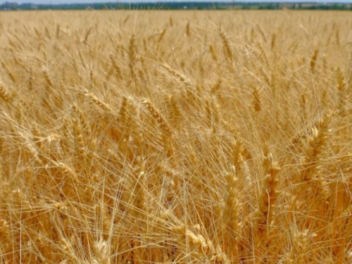 На Днепропетровщине собрали более 2,5 тонн ранних зерновых, - аграрии