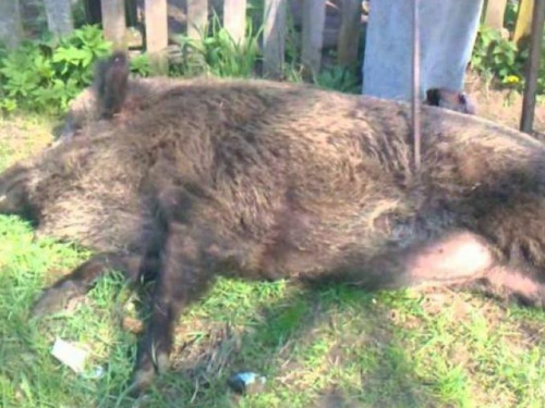 Побег года: в Кривом Роге сбежавший кабан угодил в яму