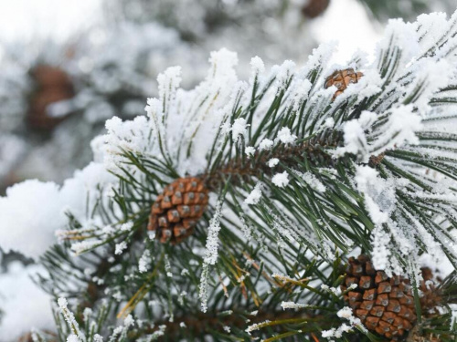 Святкові та робочі дні в Україні у січні 2026 року - фото з відкритих джерел