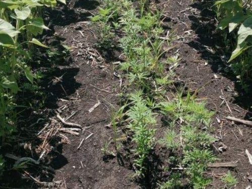 На Днепропетровщине неизвестный аграрий посреди фермерского поля с подсолнухом выращивал коноплю  (фото)