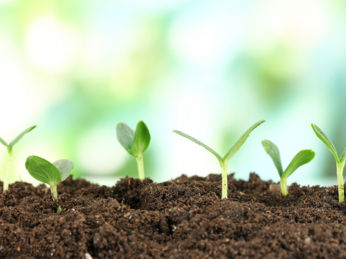 Швидкість проростання насіння: які овочі сходять найшвидше - фото з відкритих джерел