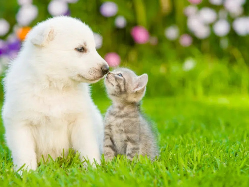 Як подружити кота і собаку - фото з відкритих джерел