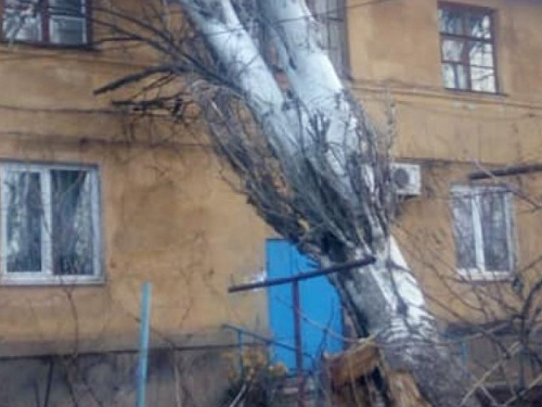 В Кривом Роге коммунальщики не успевают  убирать поваленные деревья (ФОТОФАКТ)