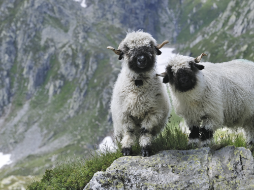 Чому всі хочуть чорноносих овець із Вале - фото з відкритих джерел