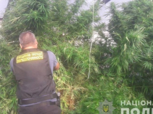 На Днепропетровщине ликвидировали плантацию конопли, а также "марихуану" на сумму более миллиона гривен (фото)