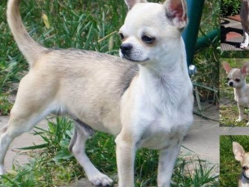 В Кривом Роге ограбили питомник для животных, похитили 10 элитных собак