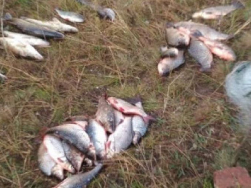 Браконьеров из Кривого Рога поймали в Николаевской области (ФОТО)