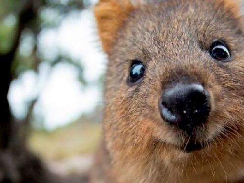 Фото із мережі Інтернет