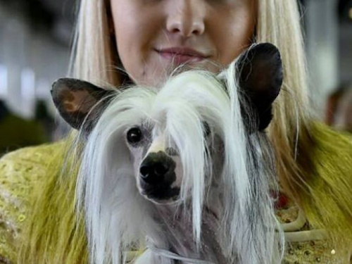 В Кривом Роге открылось первое кафе, куда можно прийти со своим четырехлапым другом