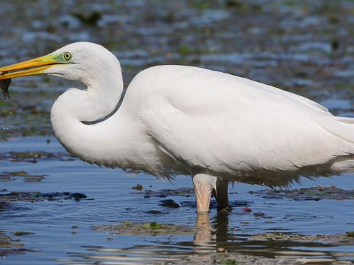 Чапля біла, Фото Юрія Мухіна