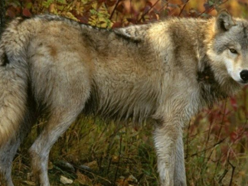 Волки обыкновенные: на территории Криворожья увеличилась популяция серых хищников